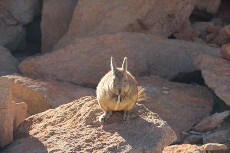 lapin grande queue