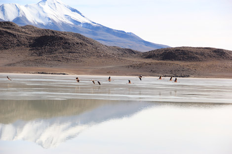 lac et reflet montagne et flamands