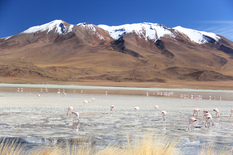 Laguna et flamands et montagne 3