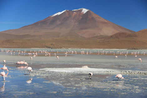 Laguna et flamands et montagne