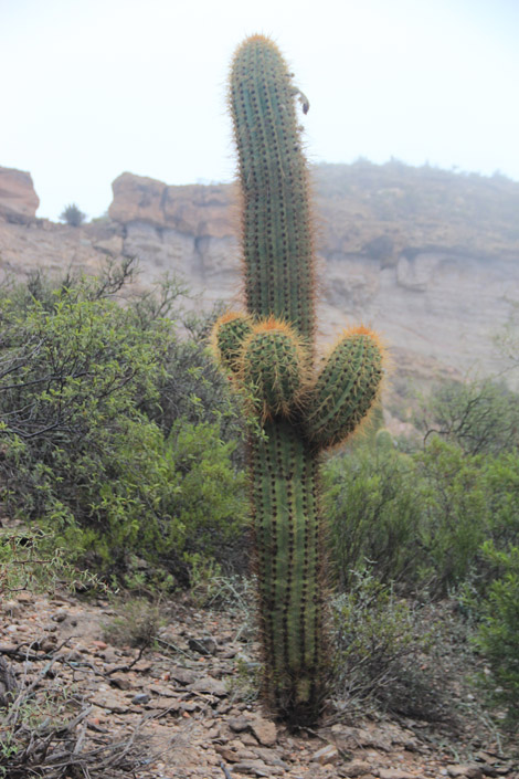 El chiflon cactus
