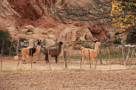 Montagne aux sept couleurs Lamas