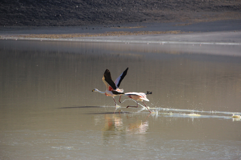 Flamands roses