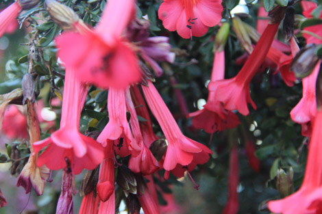 La Fleur de l'Inca