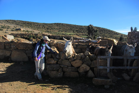 Mules de l'Isla del Sol