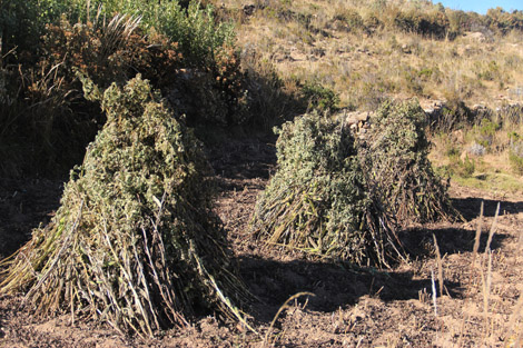 Lac Titicaca