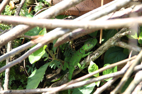 Des lézards qui galopent