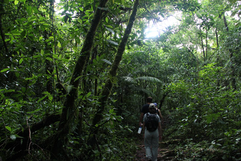 Dans la jungle d'Arénal