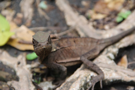 Iguane