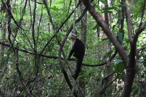 Cabo Blanco singe