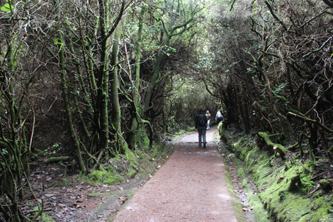 La foret attenante au volcan