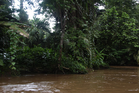 Tortuguero