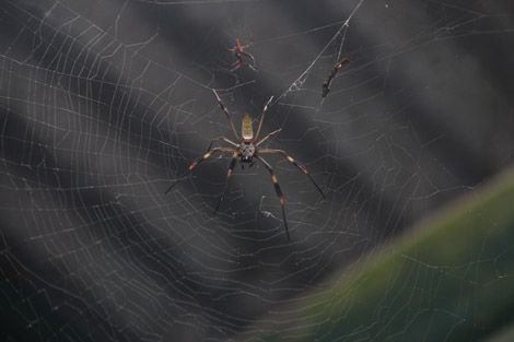 Araignée du Costa Rica