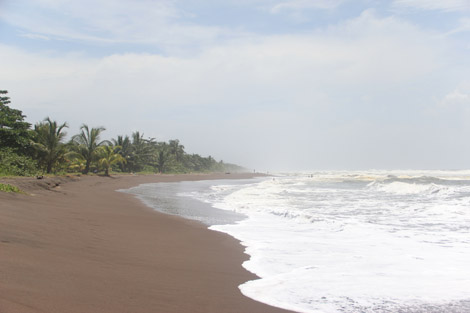 Plage Tortuguero mer des Caraïbe