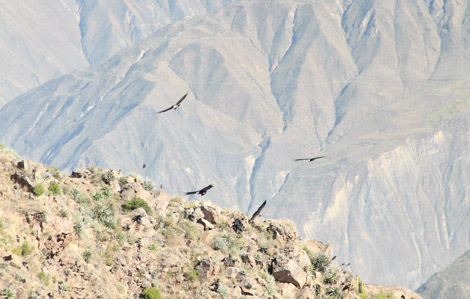 Canyon de Colca condor