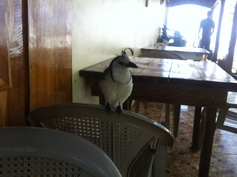 oiseau du Costa Rica