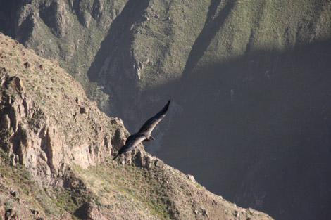 Canyon de Colca condor