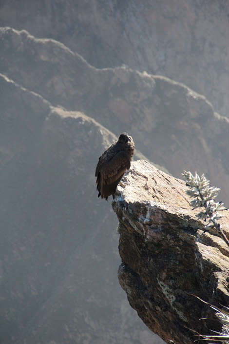 Canyon de Colca condor