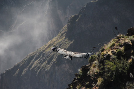 Canyon de Colca condor