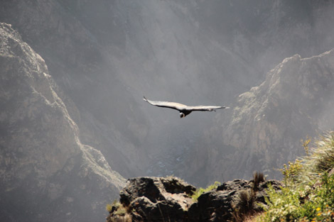 Canyon de Colca condor