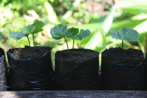 Jeunes plantation de caféiers