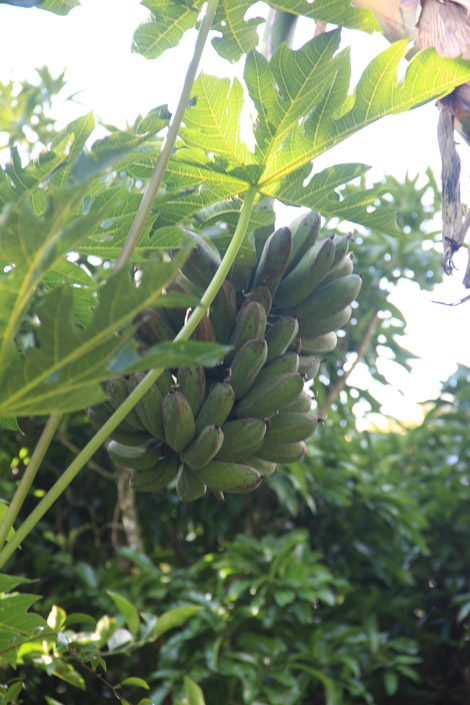 Bananes du Costa Rica