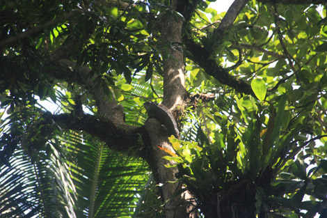 Iguane