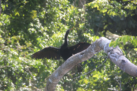 Oiseau au soleil