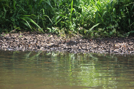 Iguane