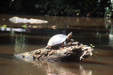 Petite tortue