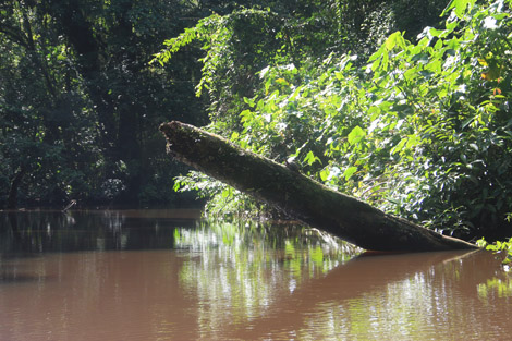 Tortuguero