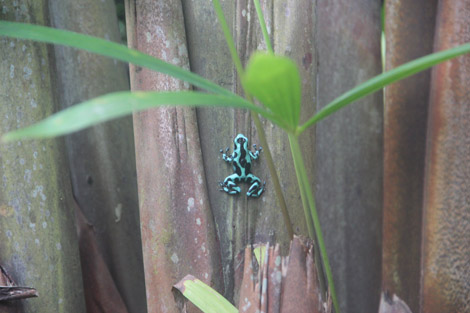 Dans le jardin tropical : des grenouilles bleues!!!