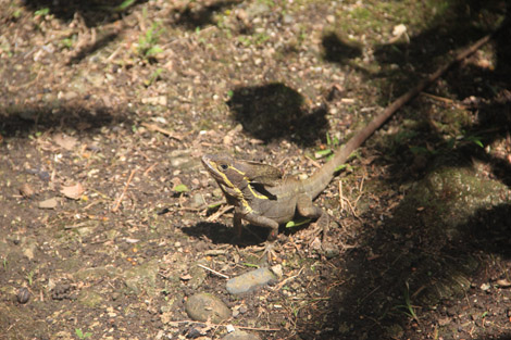 Dans le jardin tropical : des basilics