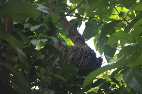 Dans le jardin tropical : un paresseux!