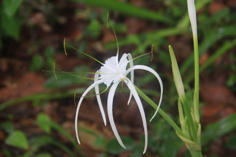 des fleurs magnifiques!