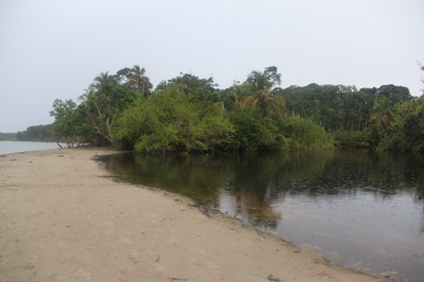 La mangrove devant la mer