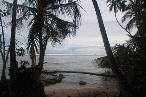 La jungle se jete dans la mer!