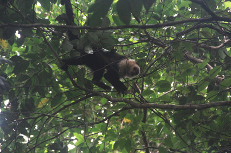 Ses singes (ici Capucins, mais il y a aussi hurleurs)