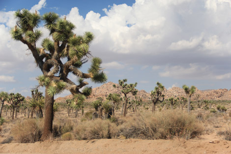 Des arbres de Josué