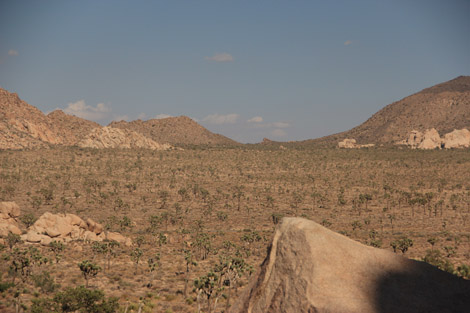 Un monde de yuccas