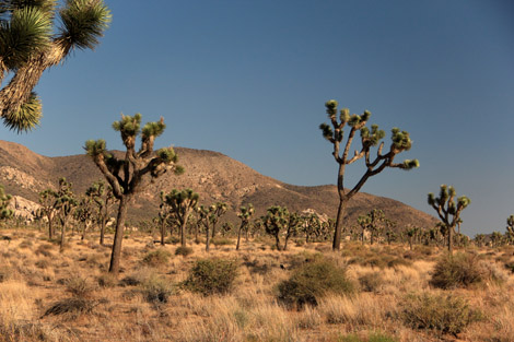 Joshua trees