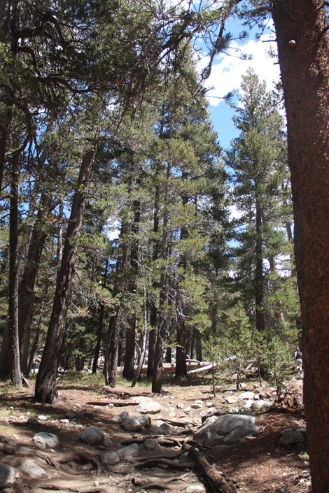 Yosemite Tolumne Meadows