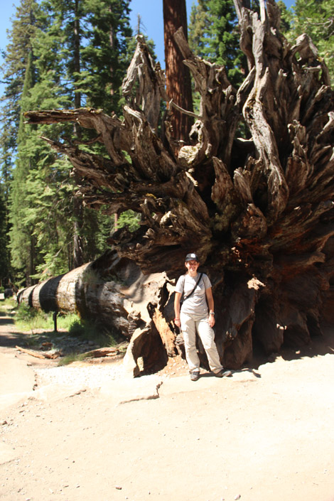 Mariposa Grove