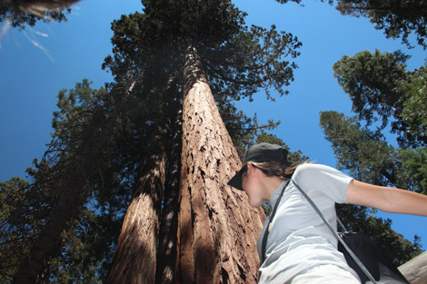 Mariposa Grove