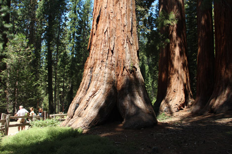 Mariposa Grove