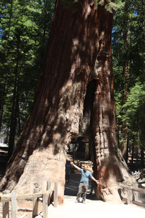 Mariposa Grove