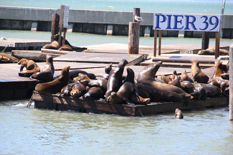 Pier 39