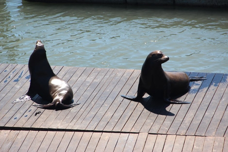 Les lions de mer