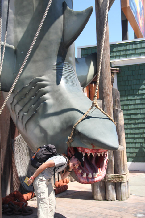 Le requin Le requin