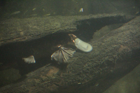 Aquarium Sydney